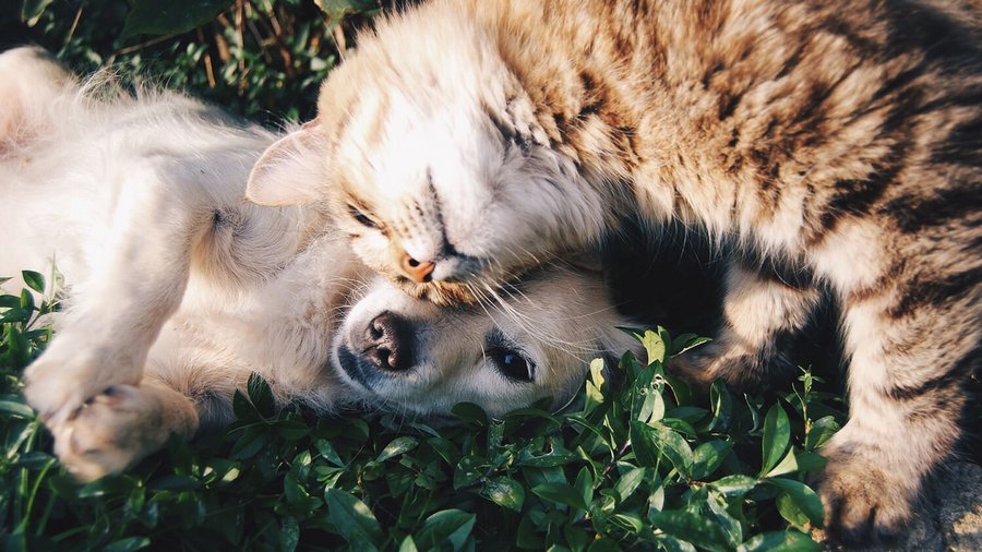 Chien et chat couche sur une prairie - assurances maladie animales