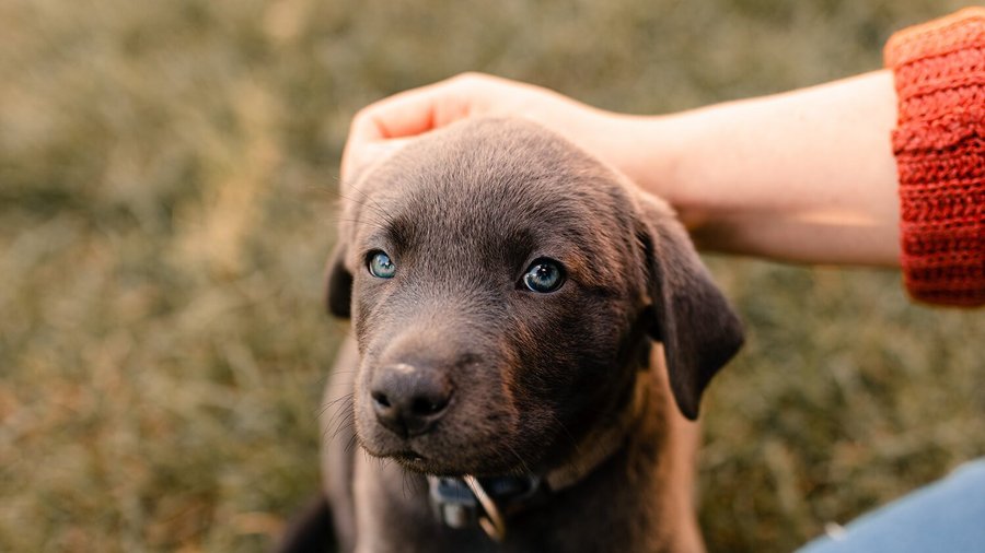 Petit chien qui est caresse assurance - maladie animaux domestiques pour chiens